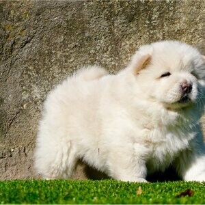 Chow Chow pups Viber:+63-948-1451-325 | PostAds PH