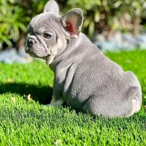 French bulldog Puppies for sale rush - Manila 09154087602 | PostAds PH
