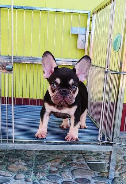 FRENCH BULLDOG PUPPIES FOR SALE MANILA  PM +639457291715 