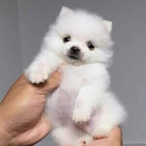 TEACUP POMERANIAN FOR SALE MANILA 09457291715 | PostAds PH