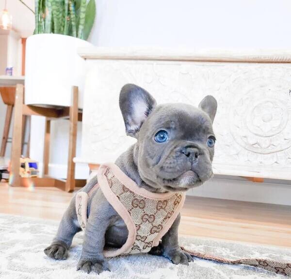 French bulldog 