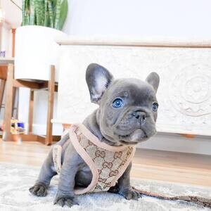 French bulldog | PostAds PH