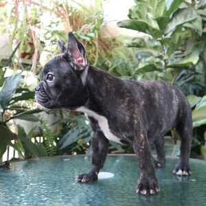FEMALE NFRENCH BULLDOG FOR SALE +639457291715 | PostAds PH
