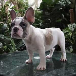 MALE FRENCH BULLDOG PUPPIES FOR SALE.. PM 09457291715 | PostAds PH