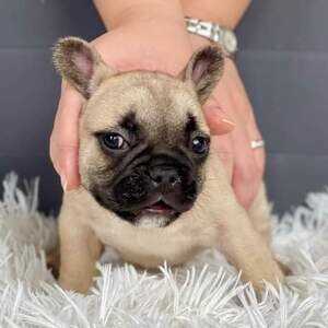 MALE FRENCH BULLDOG PUPPIES IN MATRO MANILA PM +639457291715 | PostAds PH