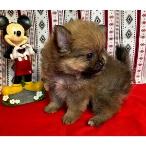 Tea Cup Pomeranian | PostAds PH