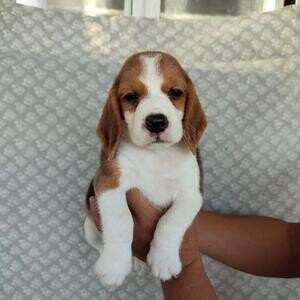 Beagle puppies for sale Manila | PostAds PH