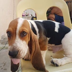 Basset hound puppies Manila GHTd (dog) | PostAds PH