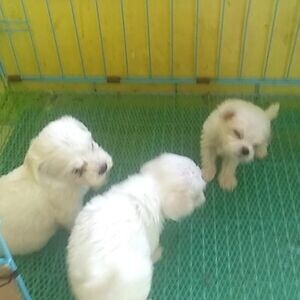 Maltese puppies for sale Manila (dog) | PostAds PH