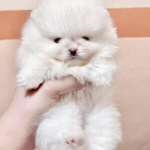 Cute teacup Pomeranian puppies Philippines | PostAds PH