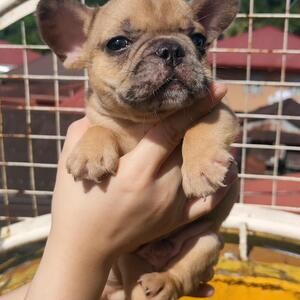 Cute male French bulldog puppy for sale | PostAds PH