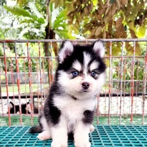 Husky puppy for sale Manila | PostAds PH