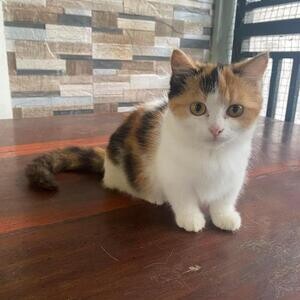 Munchkin kitten for sale 09457024296… Manila | PostAds PH