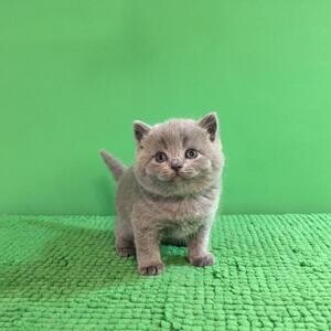 British Scottish fold cat for sale Manila | PostAds PH