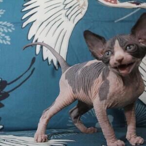 Sphynx cat for sale / sphynx kittens Manila | PostAds PH