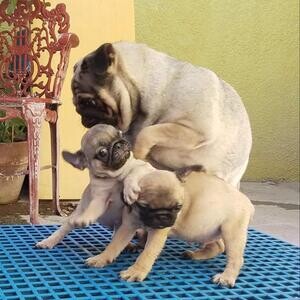 Pug puppies Manila | PostAds PH