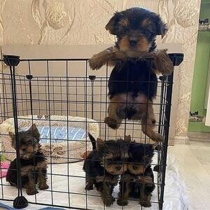 Yorkshire puppies for sale Manila 09457024296 | PostAds PH