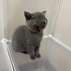 Scottish fold kittens for sale Manila | PostAds PH