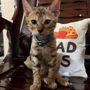 Bengal cat for sale Manila 09457024296 | PostAds PH