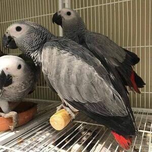 African Grey parrot Manila 09457024296… Bird | PostAds PH