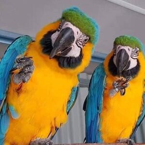 Macao parrot for sale Manila 09457024296… ( Macau parrot .) | PostAds PH
