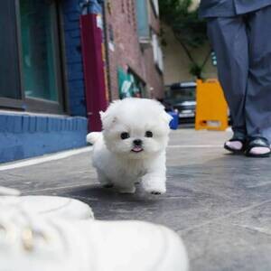 Pure Breed Maltese Puppys | PostAds PH