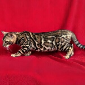 Bengal Cat Female with TICA Papers | PostAds PH