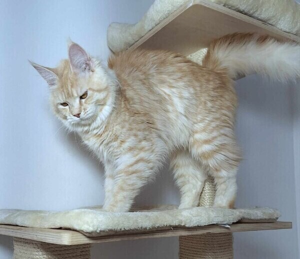 MAINE COON KITTEN
