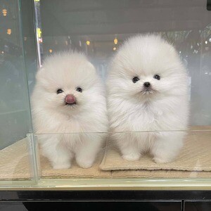 Pomeranian Puppy | PostAds PH