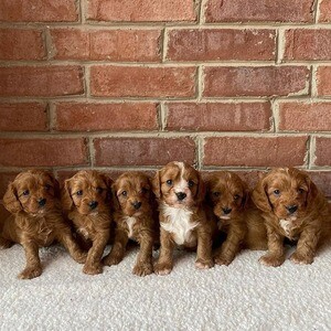 Cavapoo puppies | PostAds PH