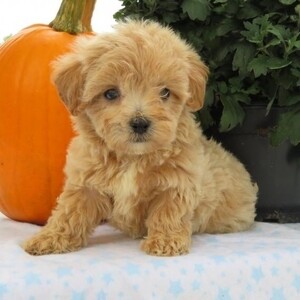 Maltipoo Pups Viber +639850341343 | PostAds PH