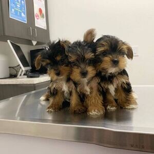 Mini Yorkshire Terrier puppies | PostAds PH