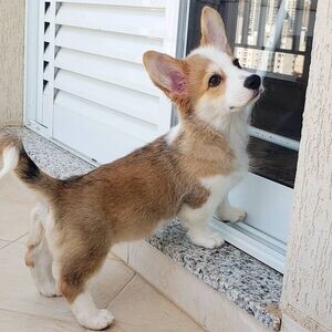 Pembroke Welsh Corgi | PostAds PH