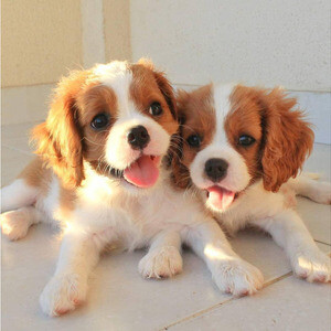 Cavalier King Charles | PostAds PH