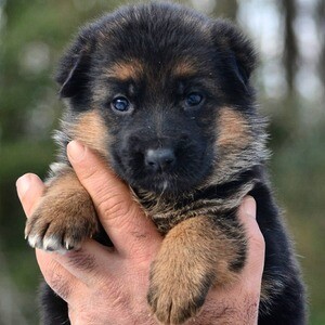 German Shepherd | PostAds PH