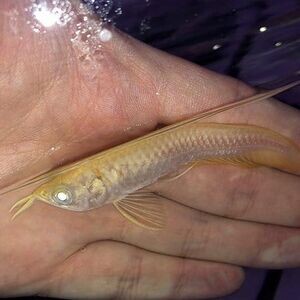 arowana 24k golden 6 inch-wholesale price | PostAds PH