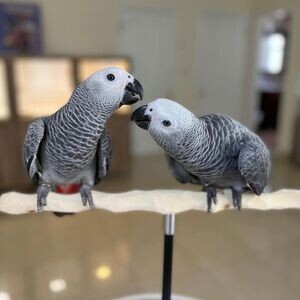 African Grey parrot super tame | PostAds PH
