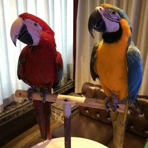 Parrot Blue and Gold Macaw | PostAds PH