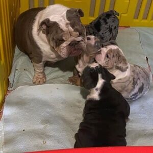adorable English Bulldog puppies | PostAds PH