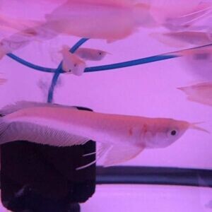 Arowana Banjar Red | PostAds PH