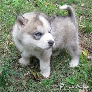 KC siberian huskies puppies | PostAds PH