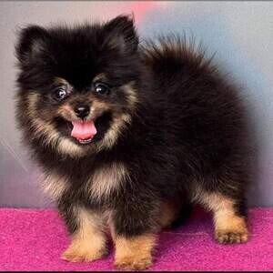TEACUP POMERANIAN FOR SALE METRO MANILA 09457291715 | PostAds PH