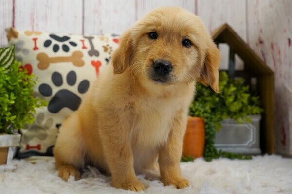 Golden Retriever puppies 