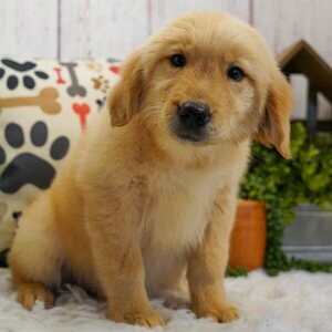 Golden Retriever puppies | PostAds PH