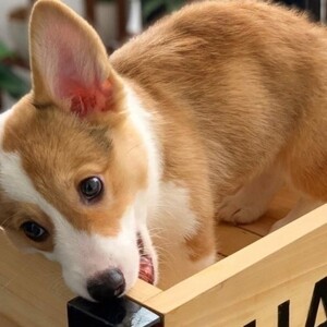 Pembroke Welsh Corgi | PostAds PH