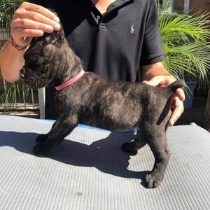 Cane Corso puppies. | PostAds PH