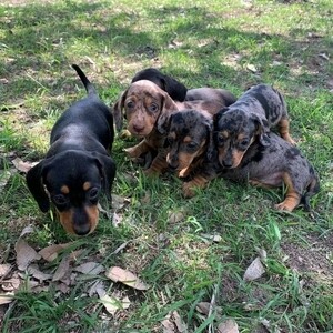 Adorable Dachshund puppies for rehoming | PostAds PH