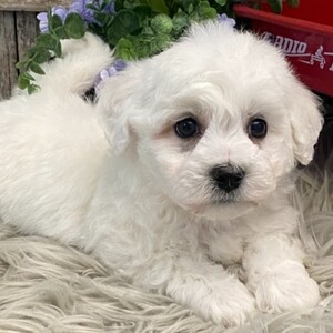 Bichons Frise Puppies for Re-homing | PostAds PH