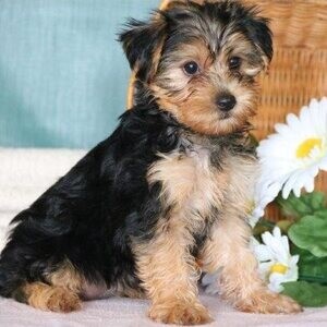 Teacup Male Yorkie for Sale | PostAds PH