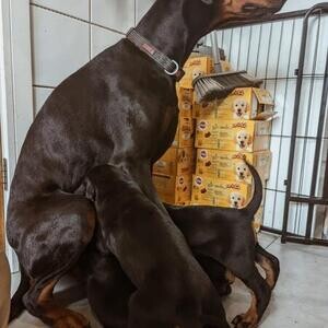 Doberman Puppies | PostAds PH